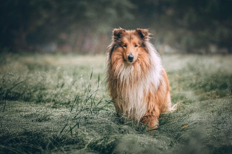 sgracheva_2610-rough-collie-5631188_1280