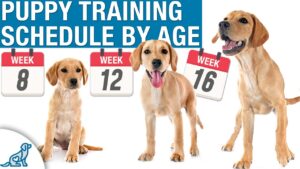 Your ultimate puppy training timeline by age - plan your training sessions with your new puppy