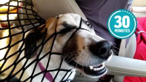 Hilarious dog moments 30-minute try not to laugh challenge from The Pet Collective