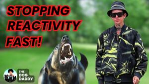 Transforming reactive behavior in German Shepherds - effective training techniques video