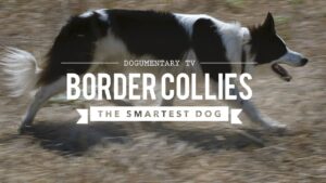 Discover the intelligence of Border Collies - the world's smartest dogs