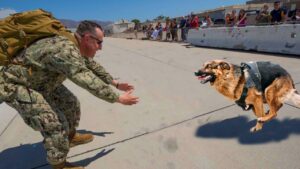 Heartwarming dog reunions with owners - emotional video compilation