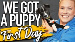Comprehensive puppy training schedule for your first day home - McCann Professional Dog Trainers video