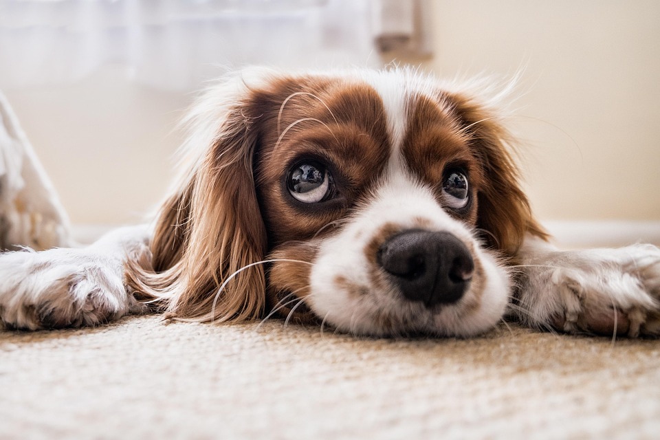 dog ear infection treatment