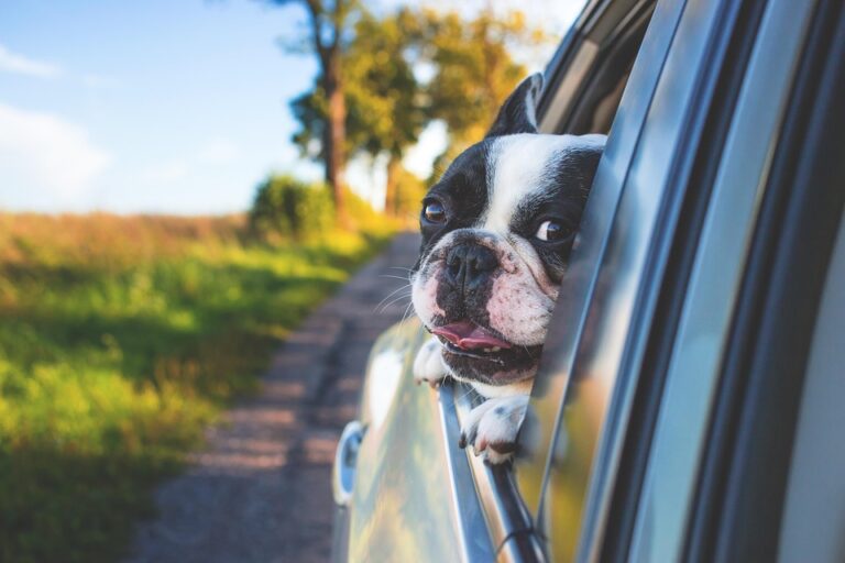 dog travel tips