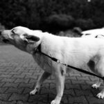 aggressive dog training