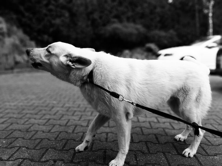 aggressive dog training
