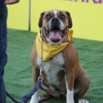 dog obedience training