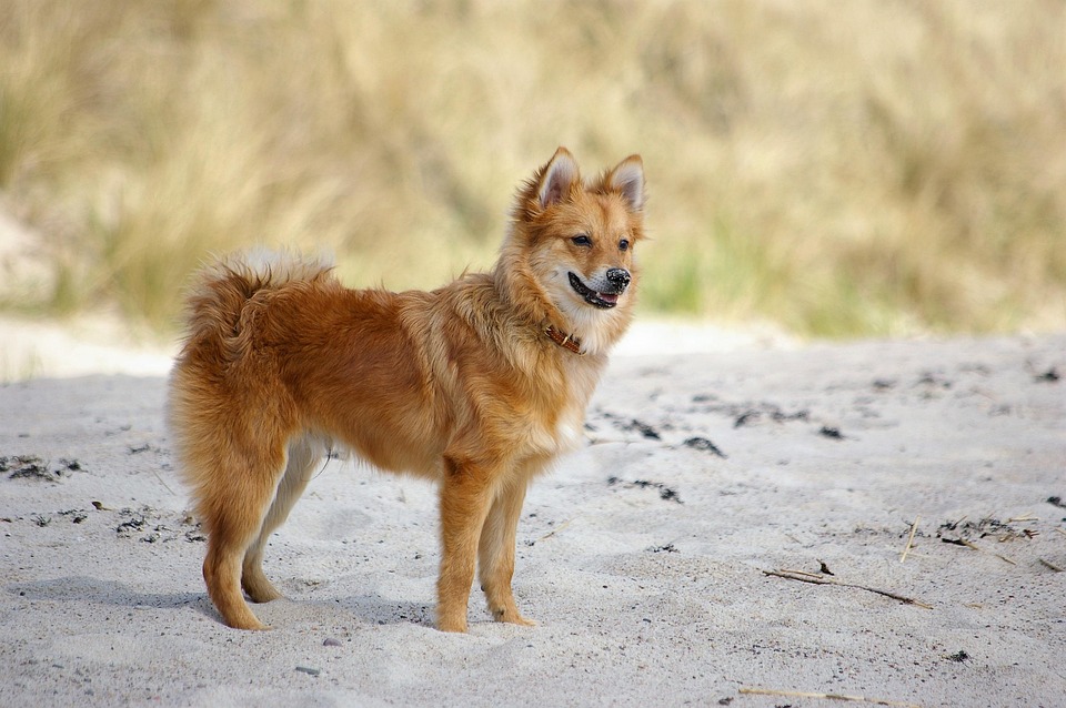 dog training tips