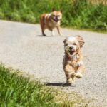 dog exercise routines