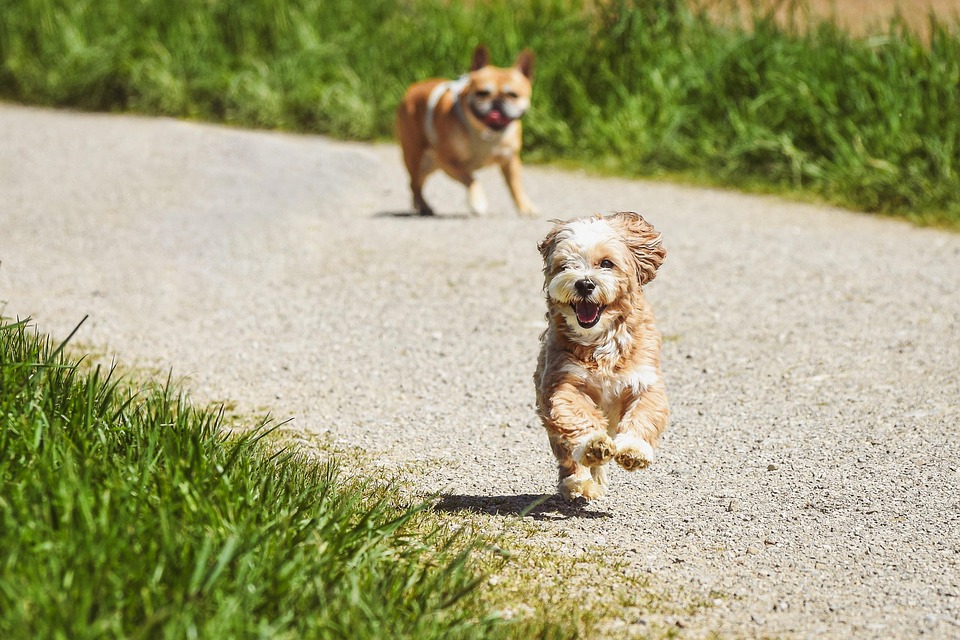 dog exercise routines