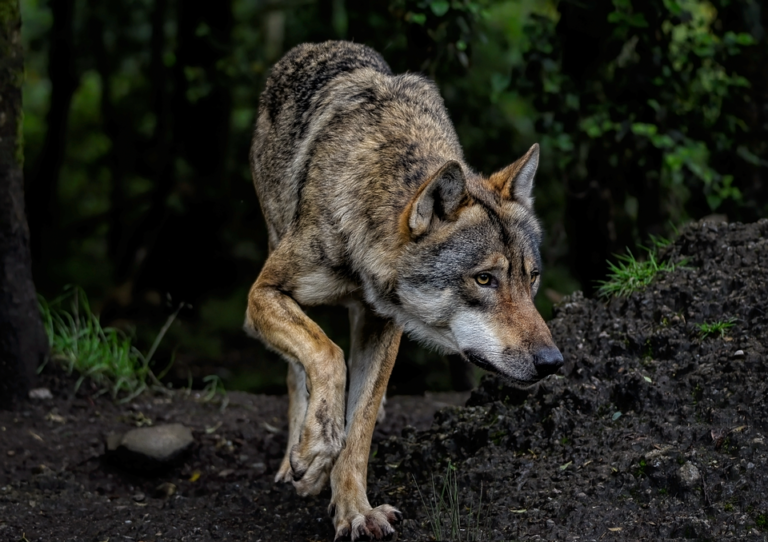 common dog illnesses