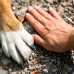 Dog with healthy skin after treatment for common skin problems