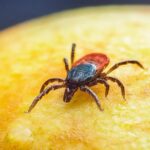 flea and tick prevention