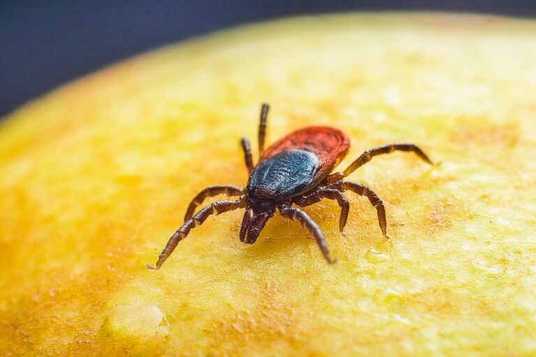 flea and tick prevention