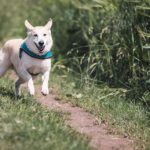 hypoallergenic dog breeds