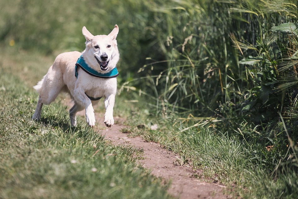 hypoallergenic dog breeds