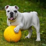 alainaudet-english-bulldog-562723_1280