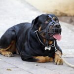 andrescarlofotografia-muzzle-5240921_1280