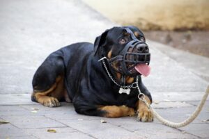 Understanding and resolving common dog behavior issues - training and positive reinforcement tips