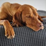 anna-f-domestic-animal-5173354_1280