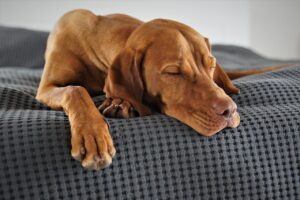 Dog sleeping patterns explained - curled up, side sleeper, and belly-up positions
