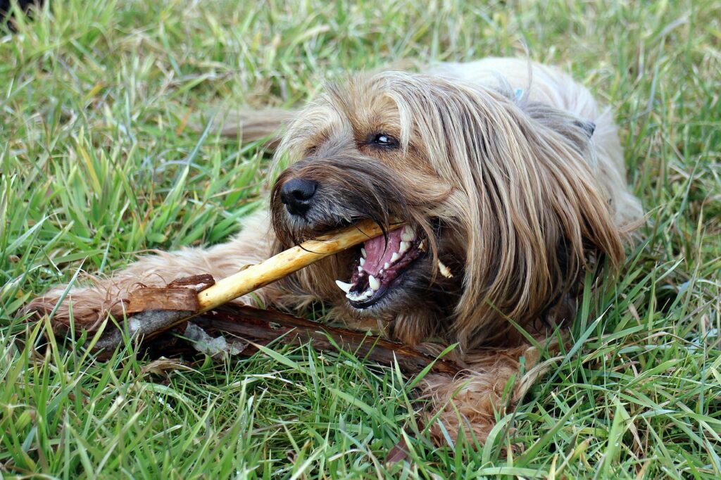 antranias-dog-246400_1280