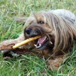 antranias-dog-246400_1280