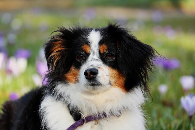 couleur-australian-shepherd-3237735_1280