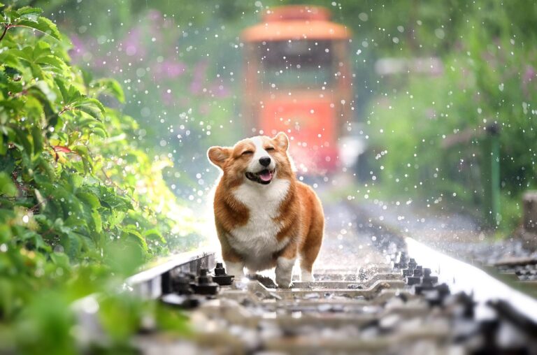 huoadg5888-corgi-4415649_1280