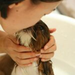 liilxliil-dog-237193_1280