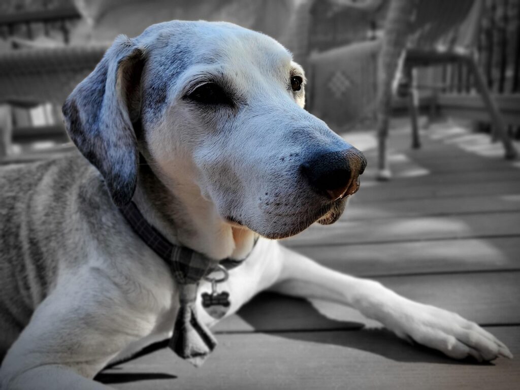 livingdeadgirl-dog-5239154_1280