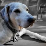 livingdeadgirl-dog-5239154_1280