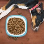 mattycoulton-dog-5504866_1280