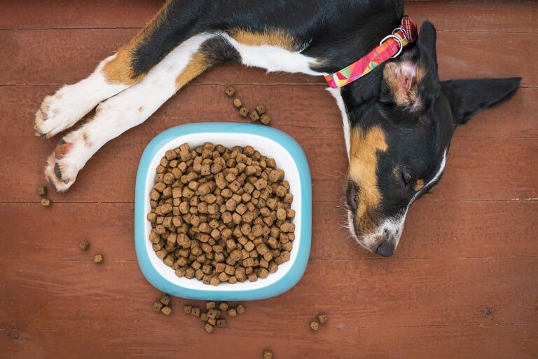 mattycoulton-dog-5504866_1280