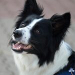 neelam279-border-collie-8287329_1280