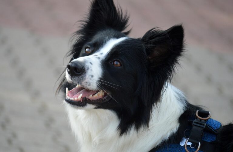 neelam279-border-collie-8287329_1280