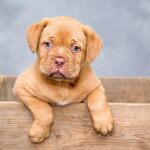 vlaaitje-puppy-1047521_1280