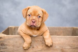 How Often Should Puppies Eat for Optimal Growth