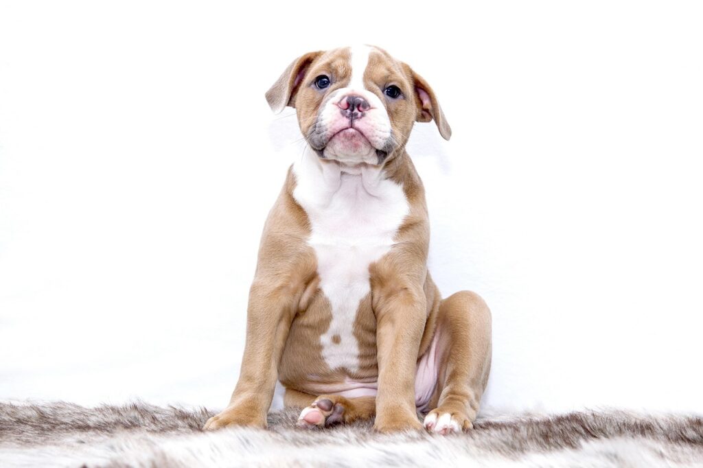 vlaaitje-puppy-1118584_1280