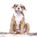 vlaaitje-puppy-1118584_1280