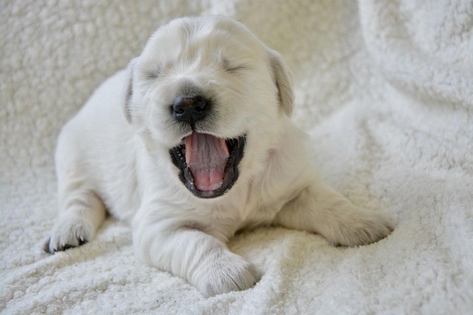Essential dog training tips for new owners - building a strong bond with your pet