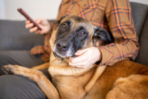 common dog food ingredients