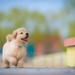 Puppy leash training tips for a successful first walk - equipment, introduction, and troubleshooting