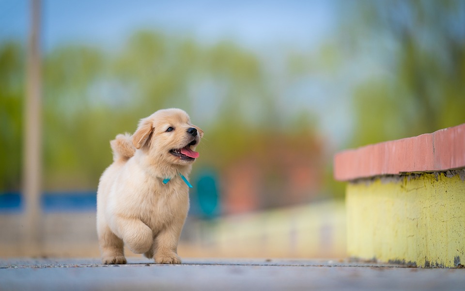 Puppy leash training tips for a successful first walk - equipment, introduction, and troubleshooting