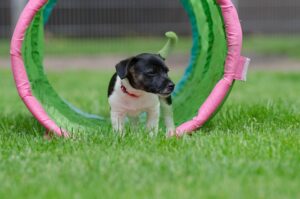 Puppy Socialization Checklist for a Well-Adjusted Dog
