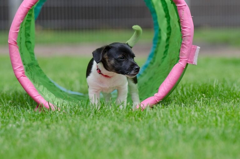 Puppy Socialization Checklist for a Well-Adjusted Dog