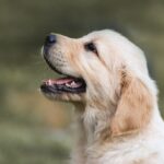 Puppy Vaccination Side Effects