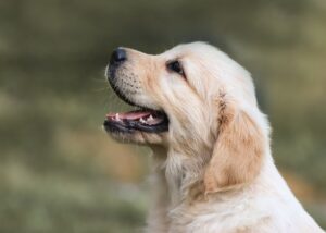 Puppy Vaccination Side Effects