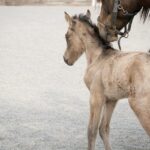 Best food for small breed puppies - key nutrients and feeding guidelines for healthy growth